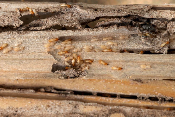 Best Wildlife Control Services  in Hasbrouck Heights, NJ